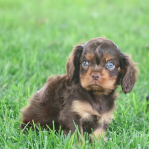 puppy cavalier king charles
