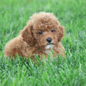 red toy poodle