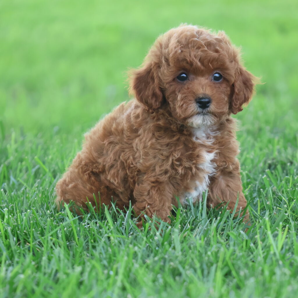 red toy poodle