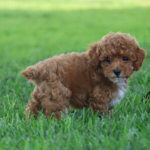 red toy poodle