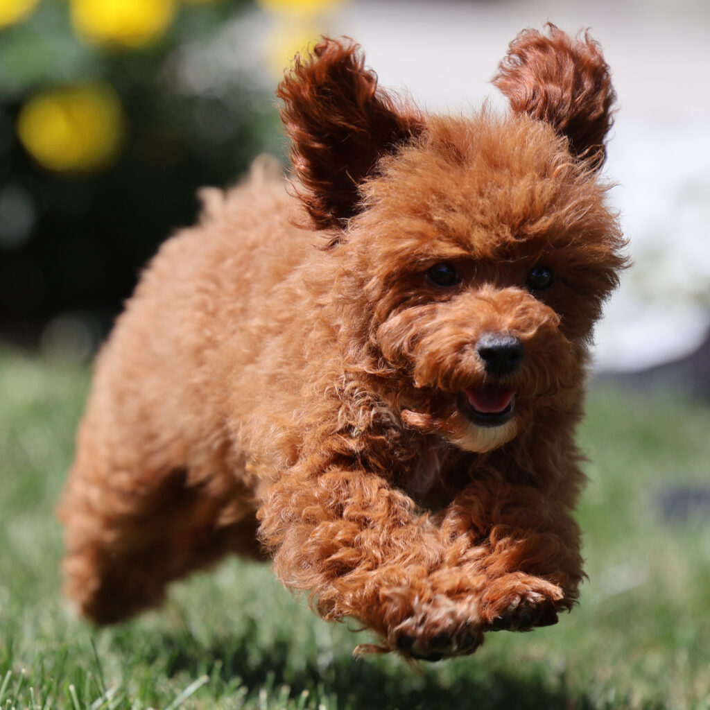 red toy poodle