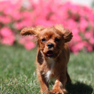ruby cavalier king charles spaniel for sale