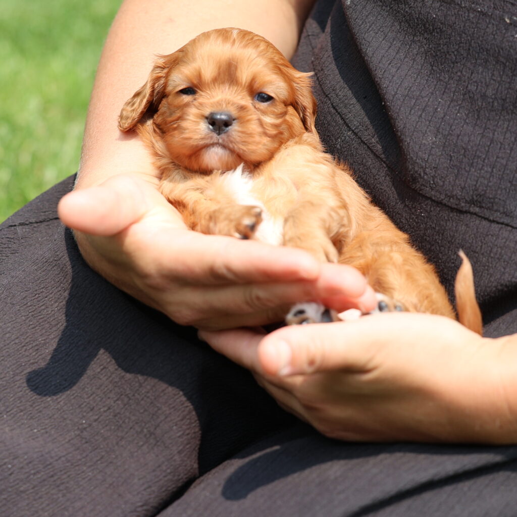ruby cavalier king charles spaniel puppies
