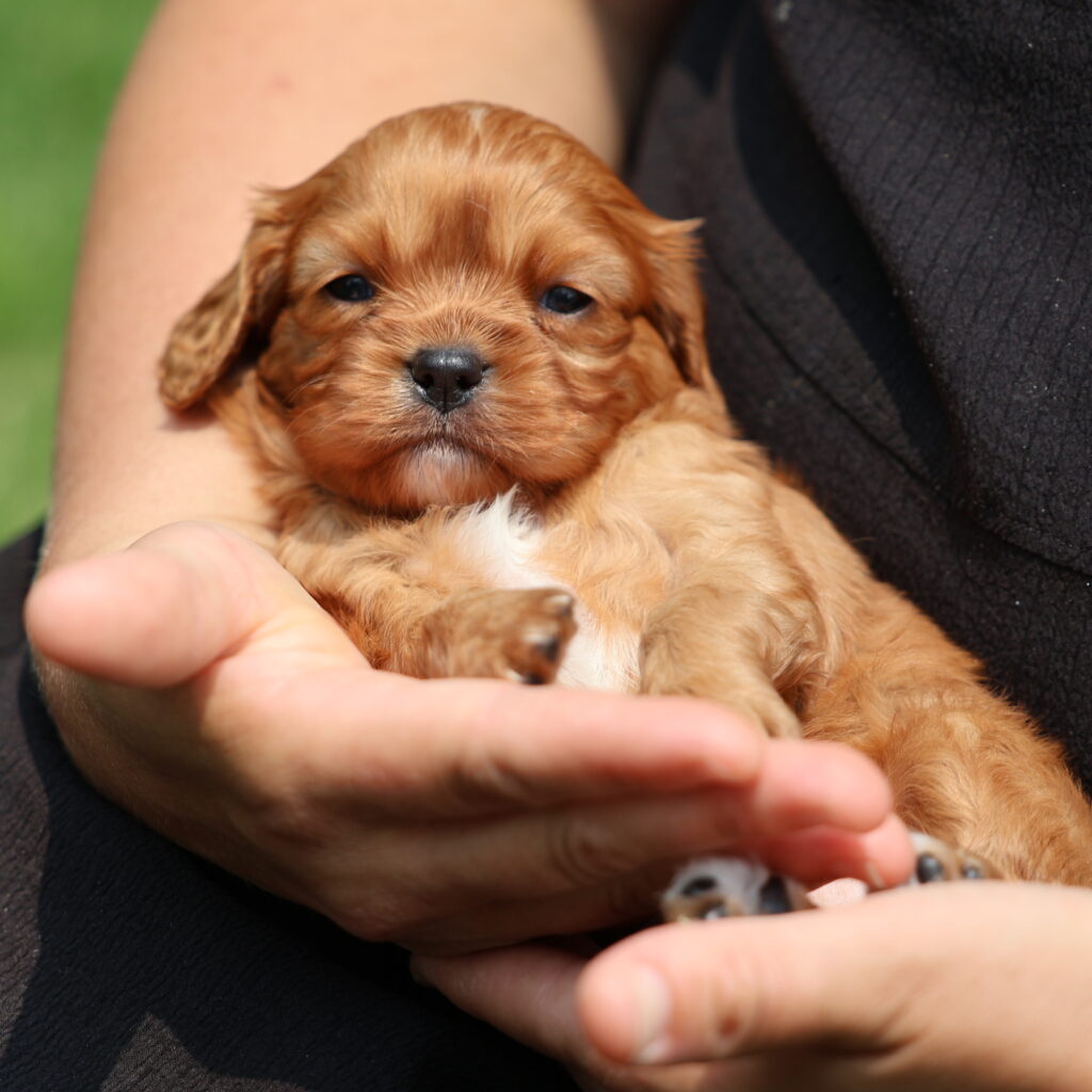 ruby cavalier king charles spaniel puppies for sale