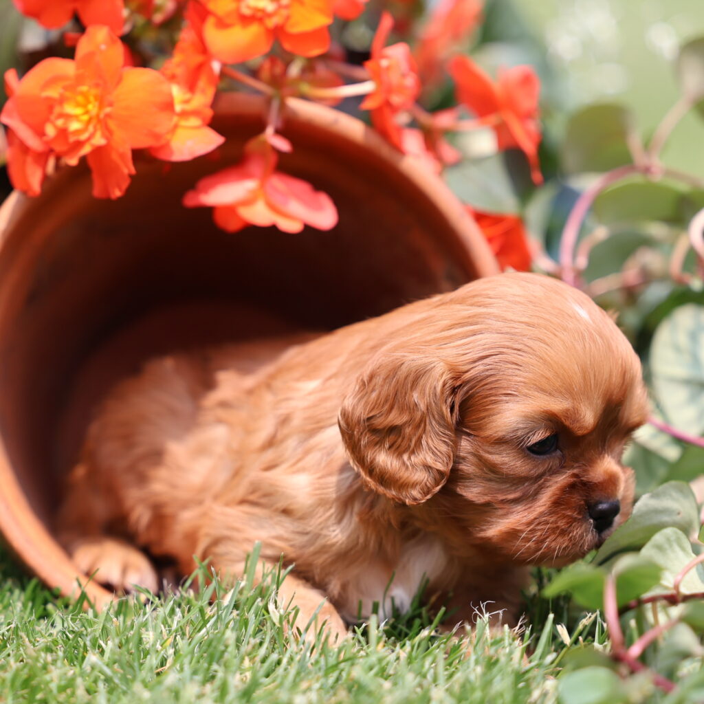ruby cavalier king charles spaniel puppy