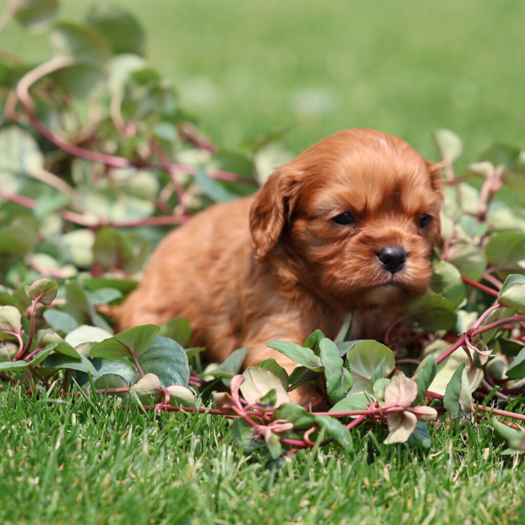 ruby cavalier puppy
