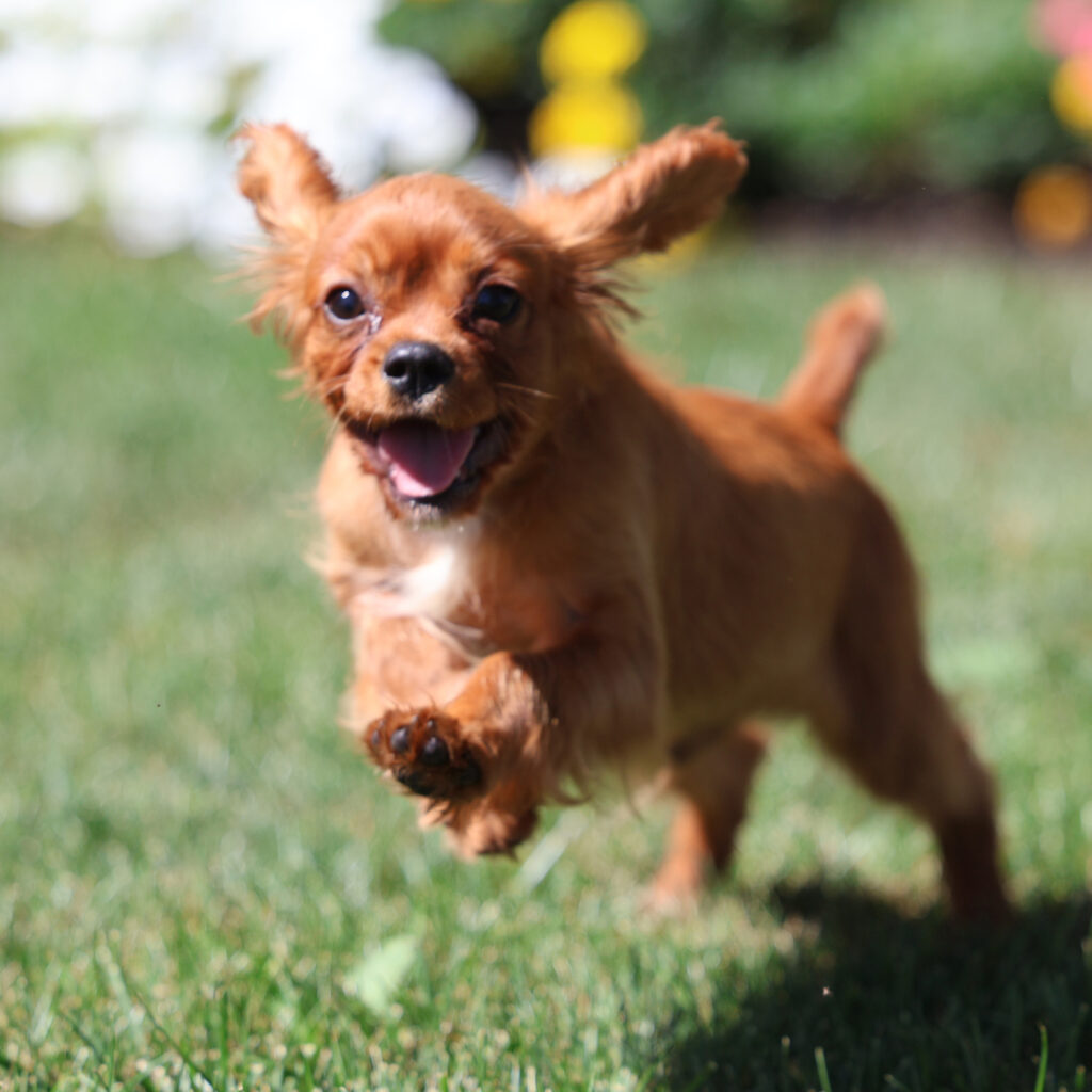 ruby king charles cavalier for sale