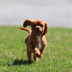 ruby king charles cavalier for sale