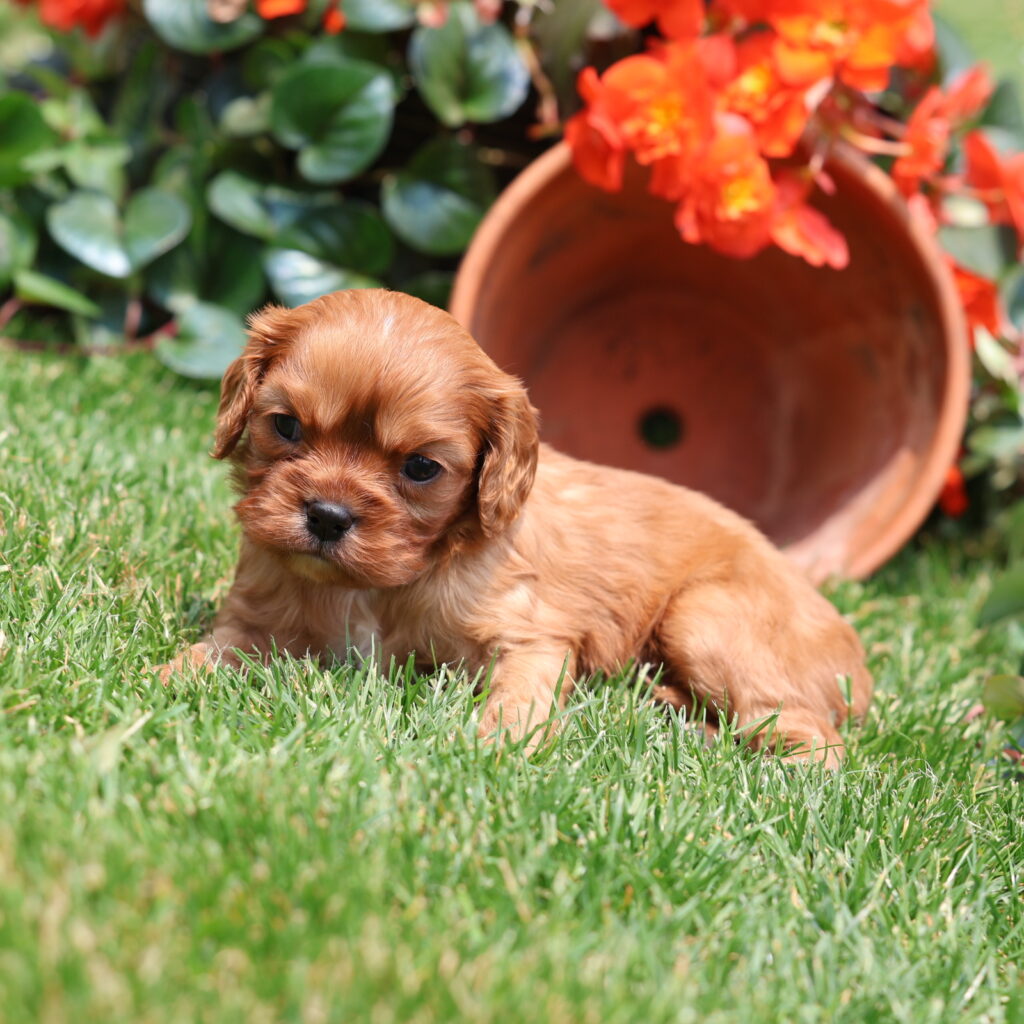ruby king charles cavalier puppies