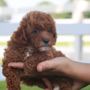 toy poodle
