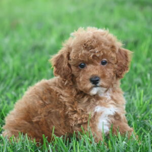 toy poodle adoption