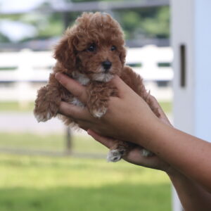 toy poodle adoption