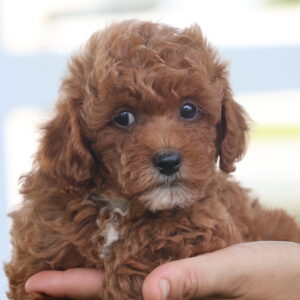 toy poodle adoption