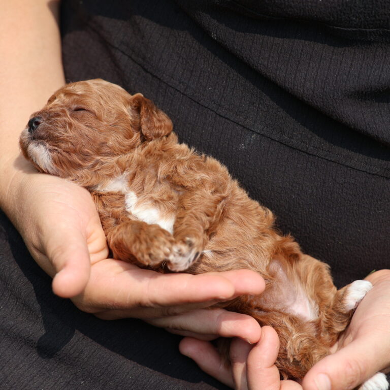 toy poodle breeder