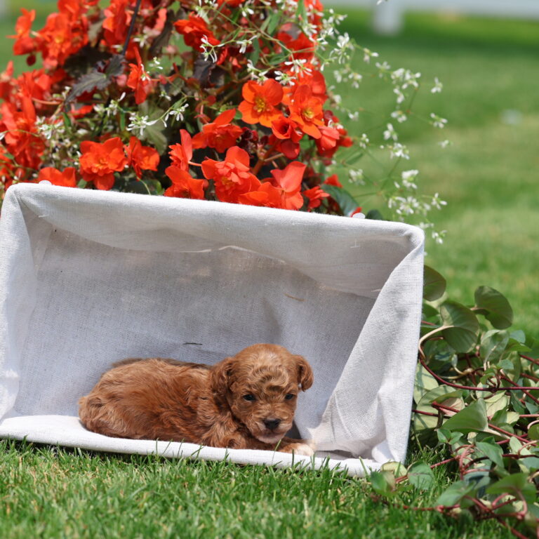 toy poodle breeders