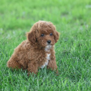 toy poodle breeders near me