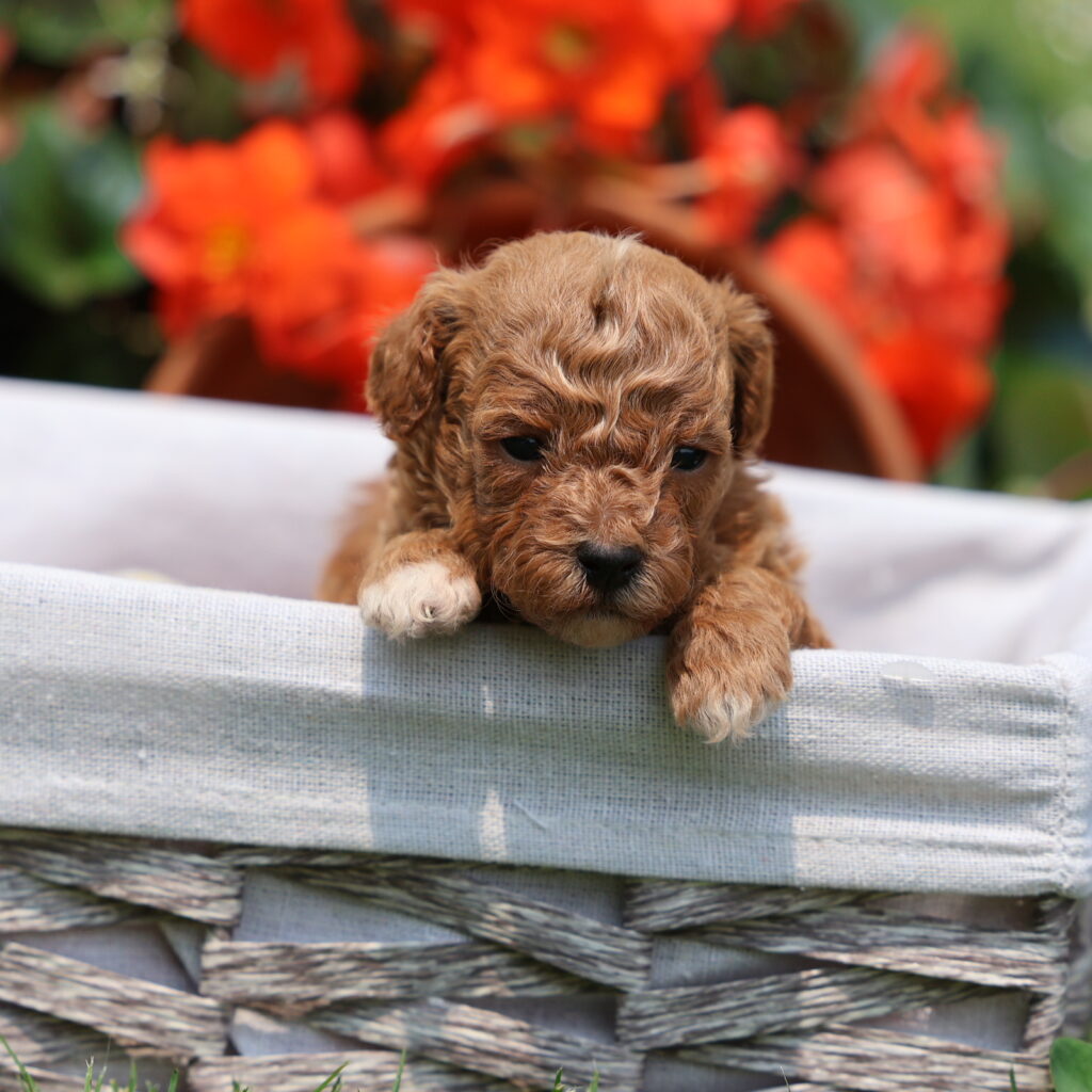 toy poodle breeders near me