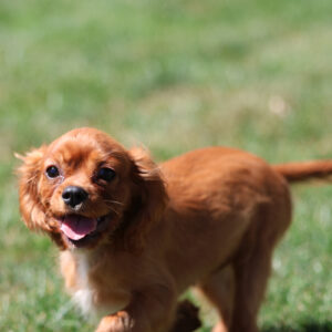 toy poodle breeders pa