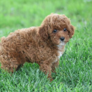 toy poodle dog for sale