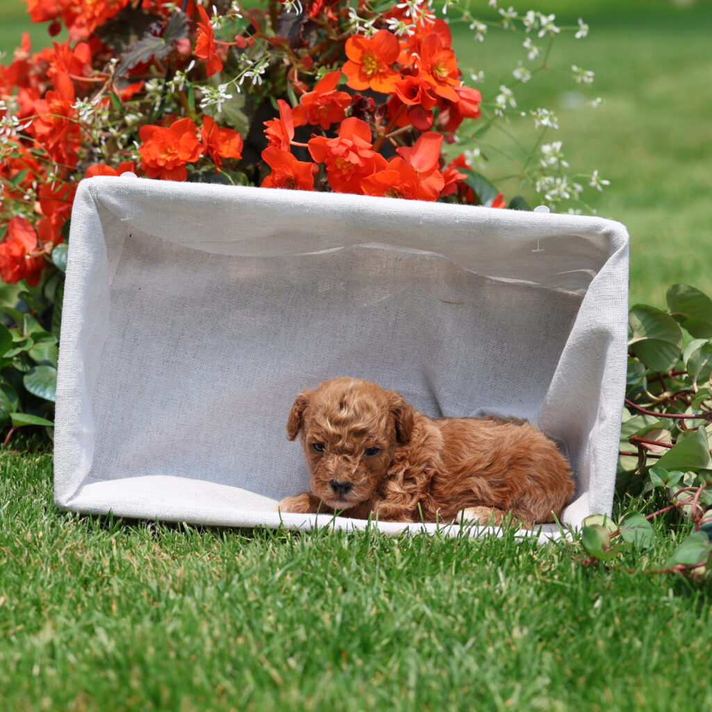 toy poodle dog for sale