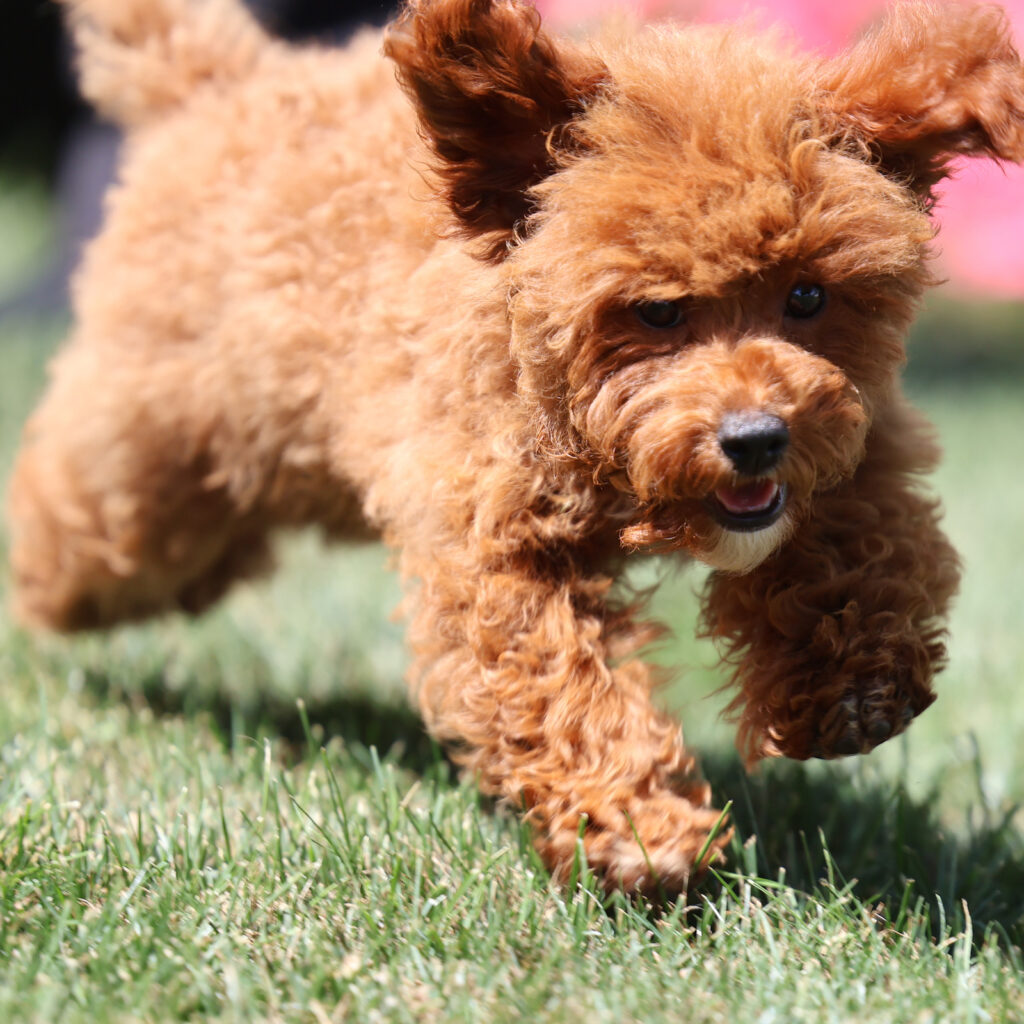 toy poodle dogs and puppies