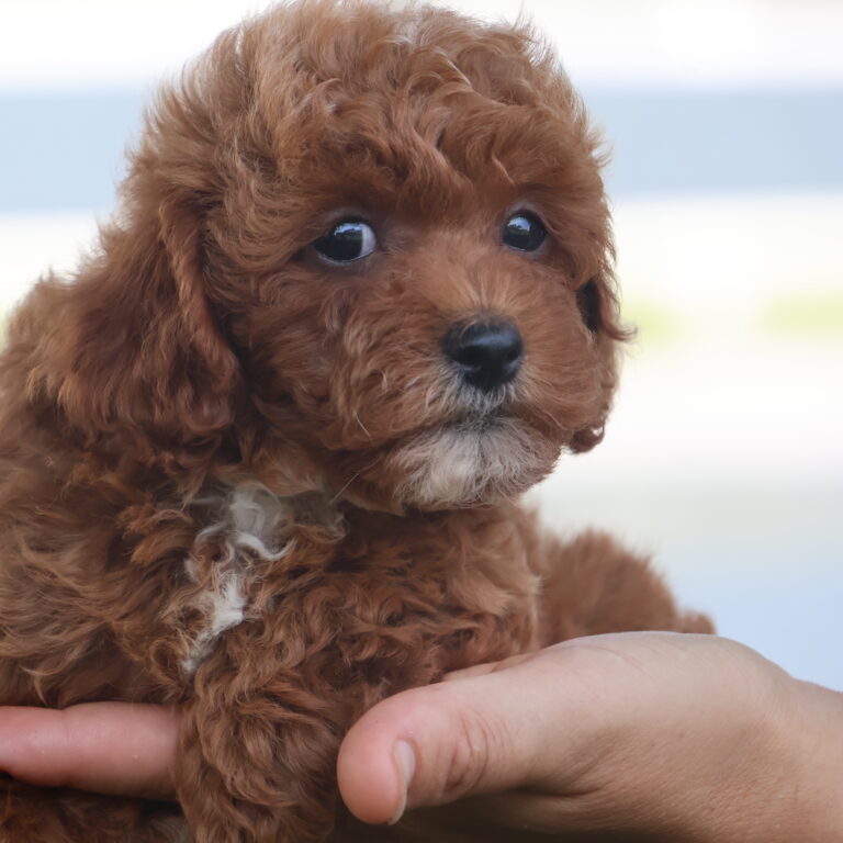 toy poodle for sale