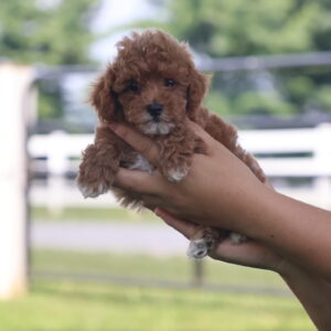 toy poodle for sale