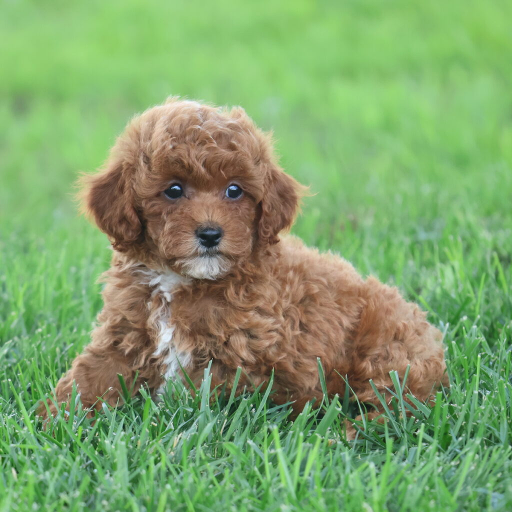 toy poodle for sale near me