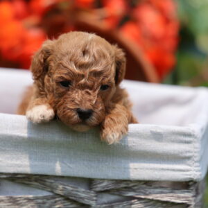 toy poodle for sale near me