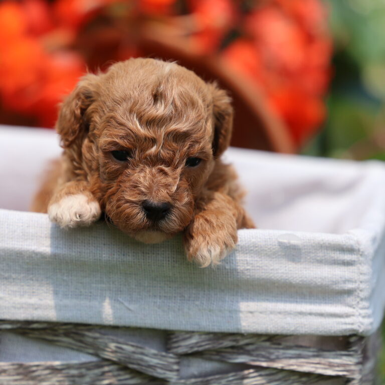 toy poodle for sale near me