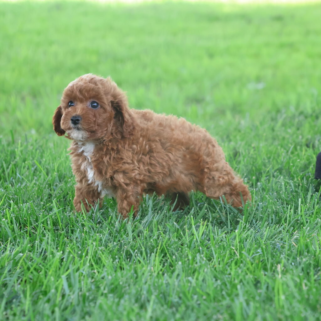 toy poodle miniature poodle