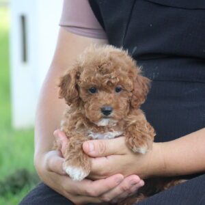 toy poodle near me