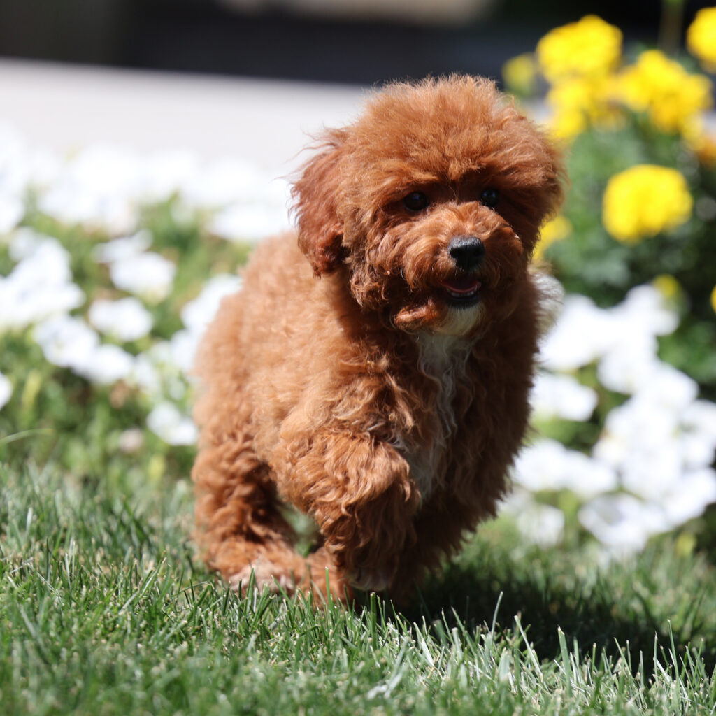 toy poodle near me
