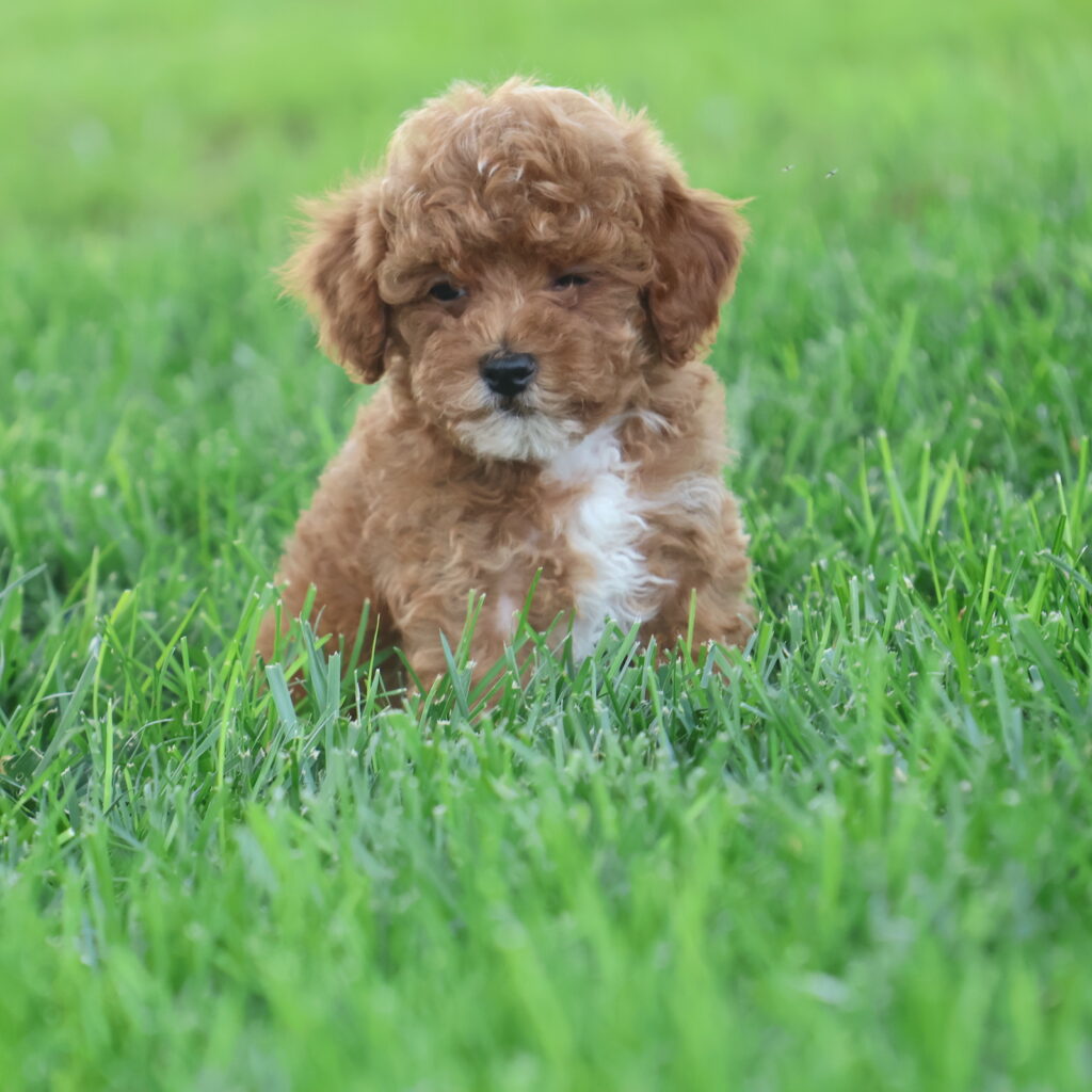 toy poodle puppies