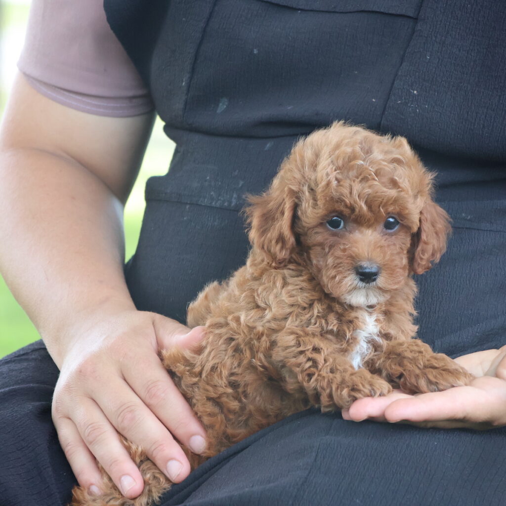 toy poodle puppies