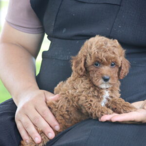 toy poodle puppies