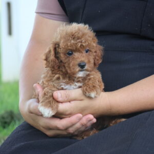 toy poodle puppies for sale