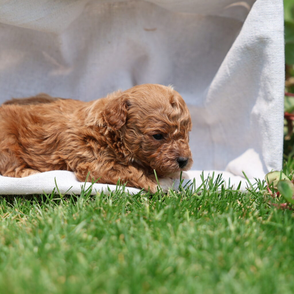 toy poodle puppies for sale