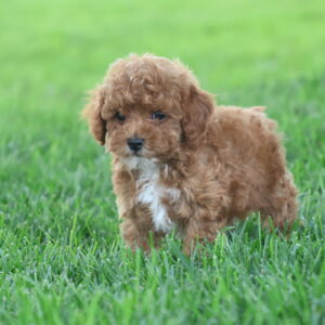 toy poodle puppies for sale