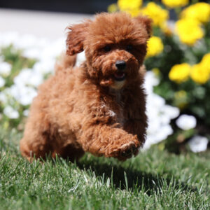 toy poodle puppies for sale