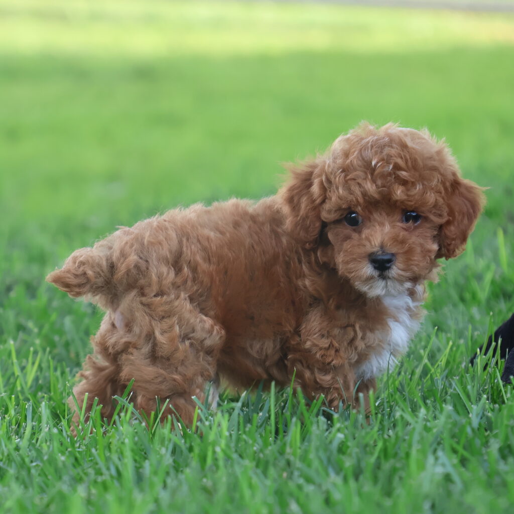 toy poodle puppy
