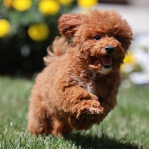 toy poodle puppy