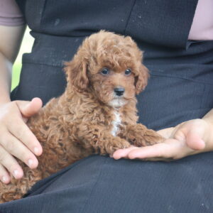 toy poodle puppy