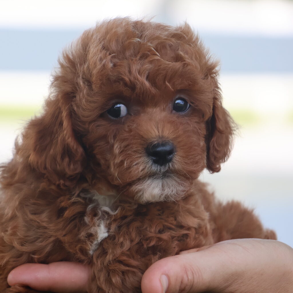 toy poodles