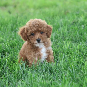 toy poodles for adoption