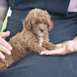 toy poodles for adoption