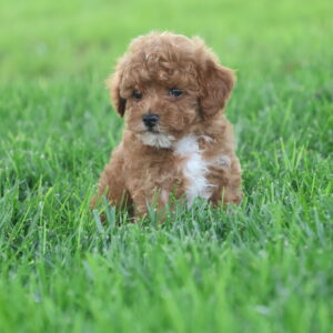 toy poodles for sale