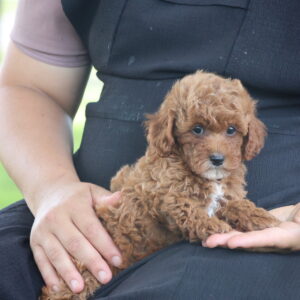 toy poodles for sale