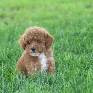 toy poodles for sale near me