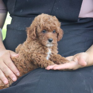 toy poodles for sale near me